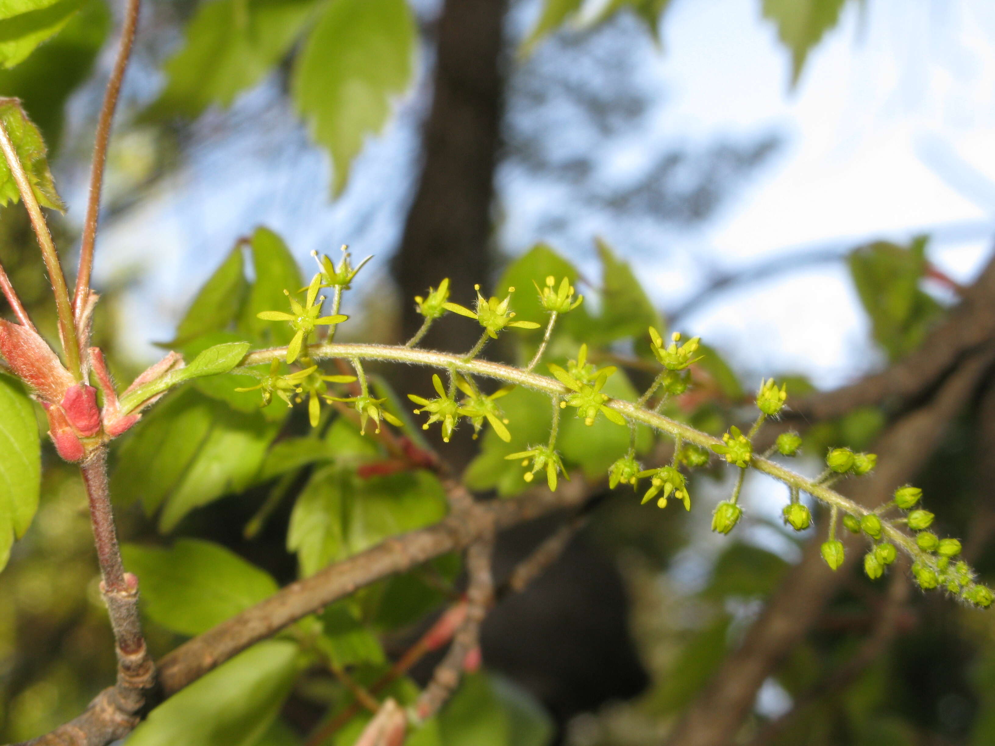 Acer cissifolium (Sieb. & Zucc.) C. Koch resmi