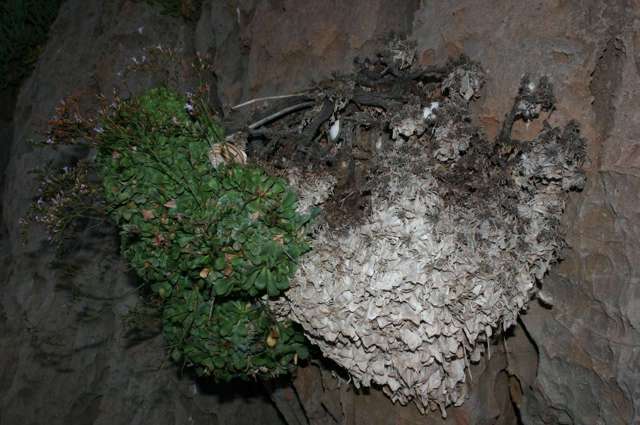 Image of Limonium zembrae S. Pignatti