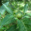 Image de Alibertia edulis (Rich.) A. Rich. ex DC.