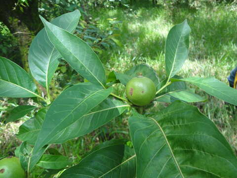 Image of Alibertia edulis (Rich.) A. Rich. ex DC.