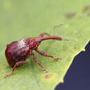 Image of Apple Curculio