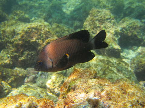 Image of Galapagos ringtail damselfish