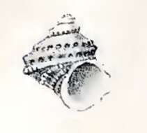 Imagem de Vaceuchelus foveolatus (A. Adams 1853)