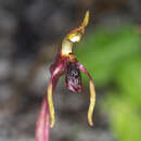 Imagem de Chiloglottis diphylla R. Br.