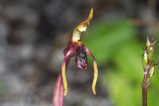 Imagem de Chiloglottis diphylla R. Br.