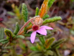 صورة Thomasia petalocalyx F. Müll.