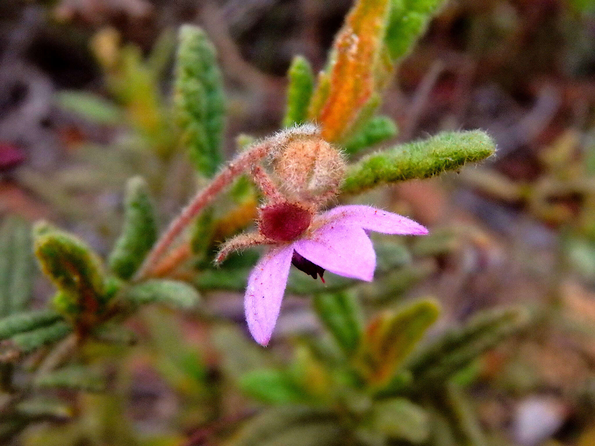 صورة Thomasia petalocalyx F. Müll.