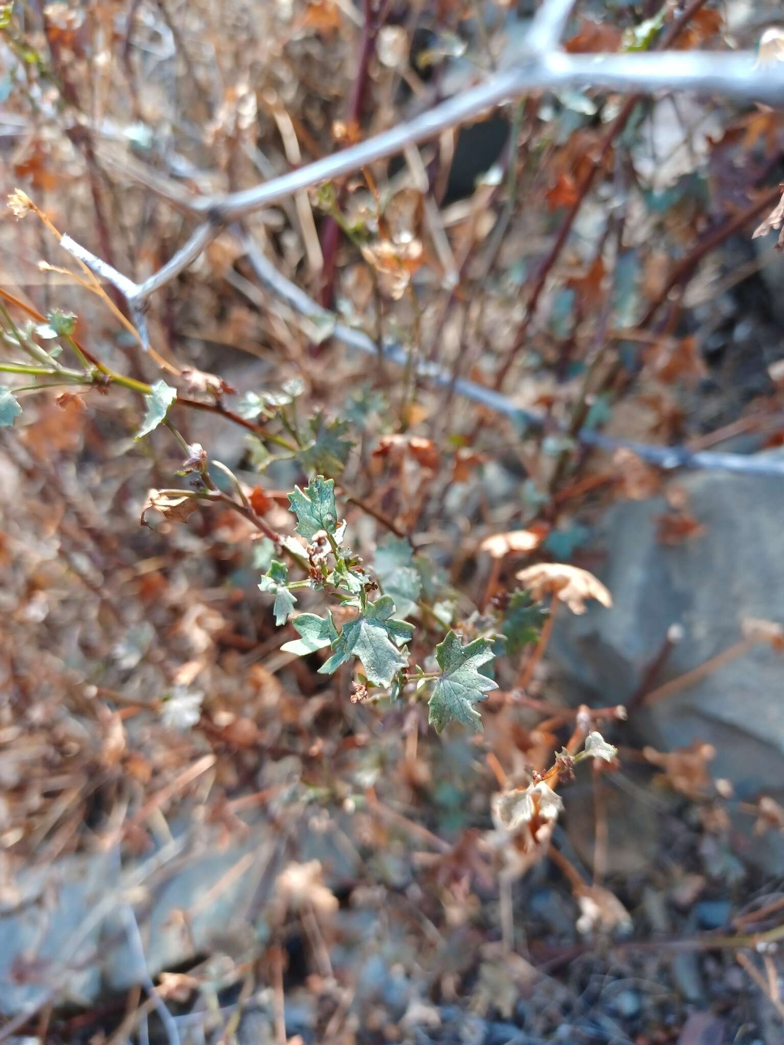 Image of Cineraria lobata L'Hér.