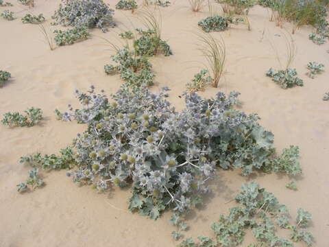 Image of sea-holly