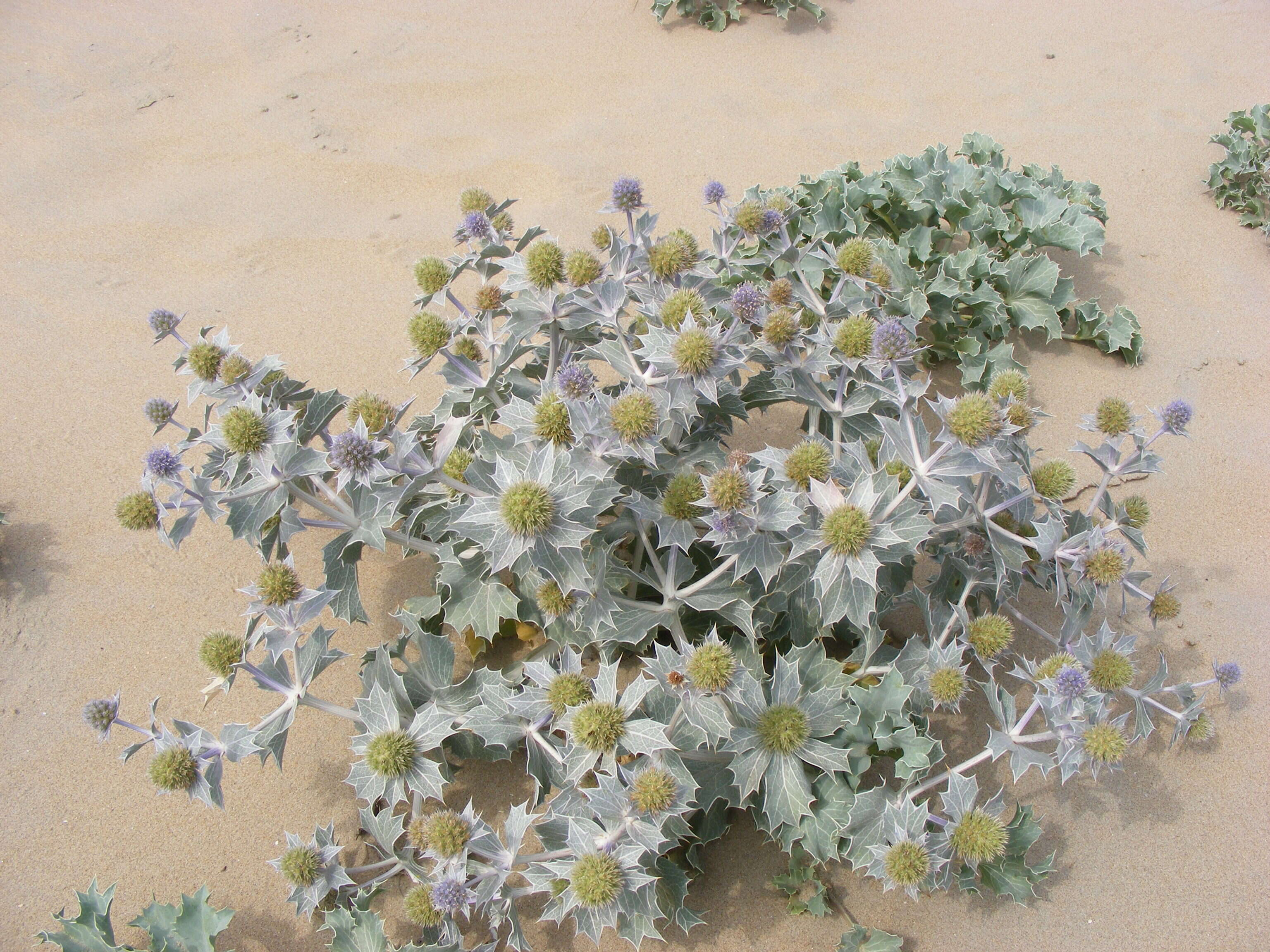 Image de Panicaut de mer