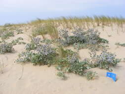 Eryngium maritimum L. resmi