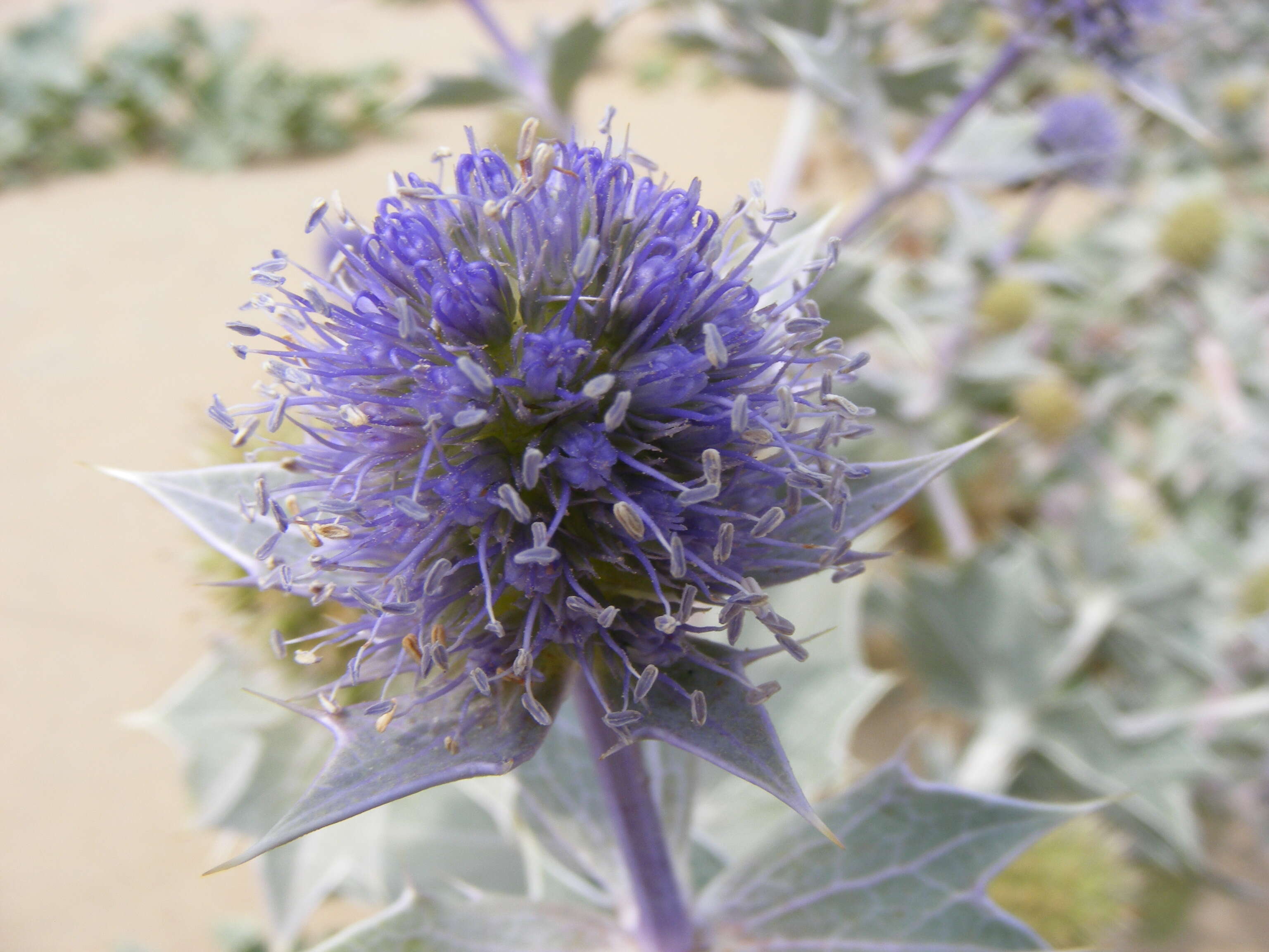 Eryngium maritimum L. resmi