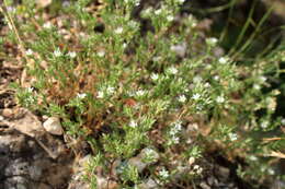 Image of Minuartia glomerata (M. Bieb.) Degen