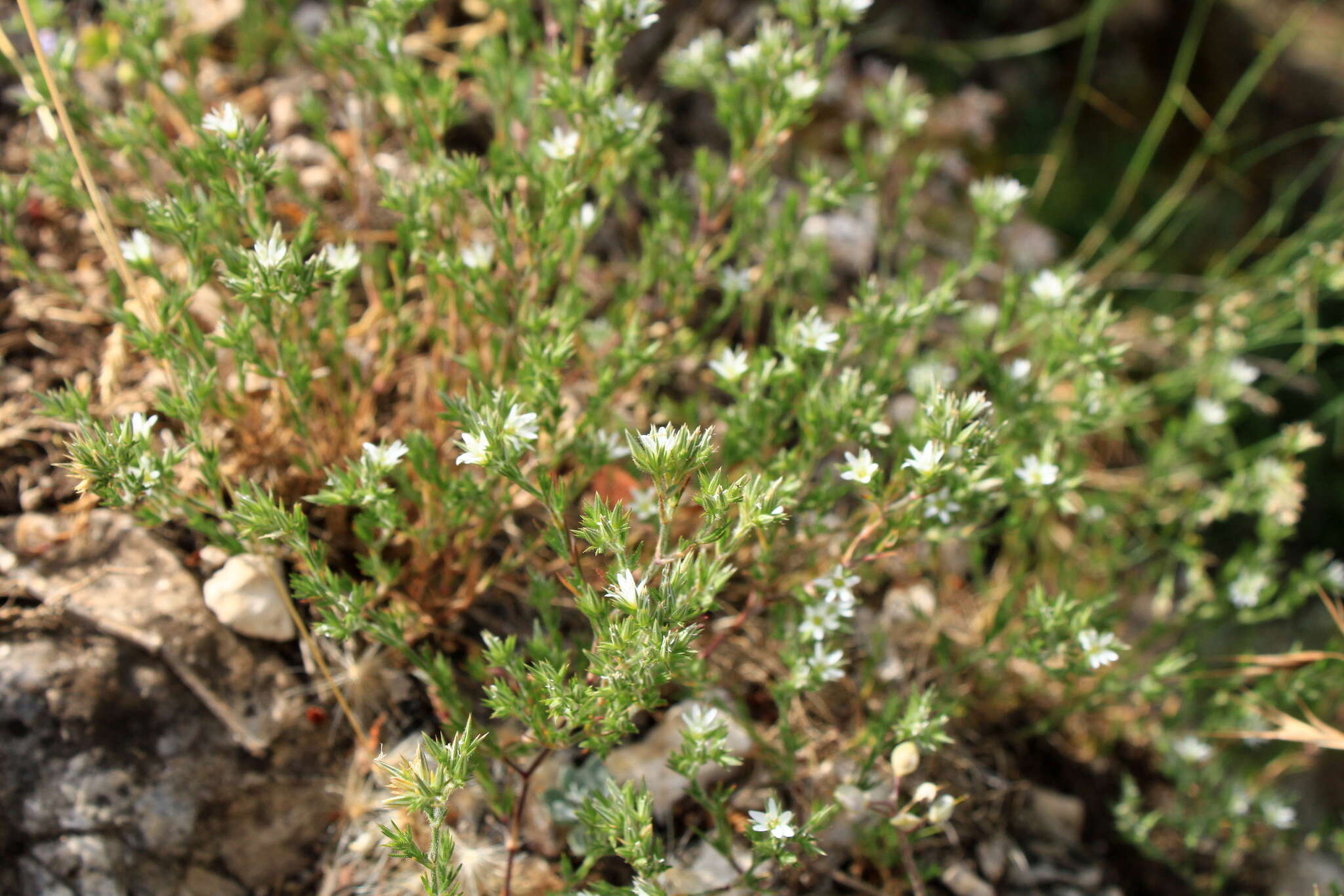 Image of Minuartia glomerata (M. Bieb.) Degen