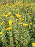 Image of common fleabane