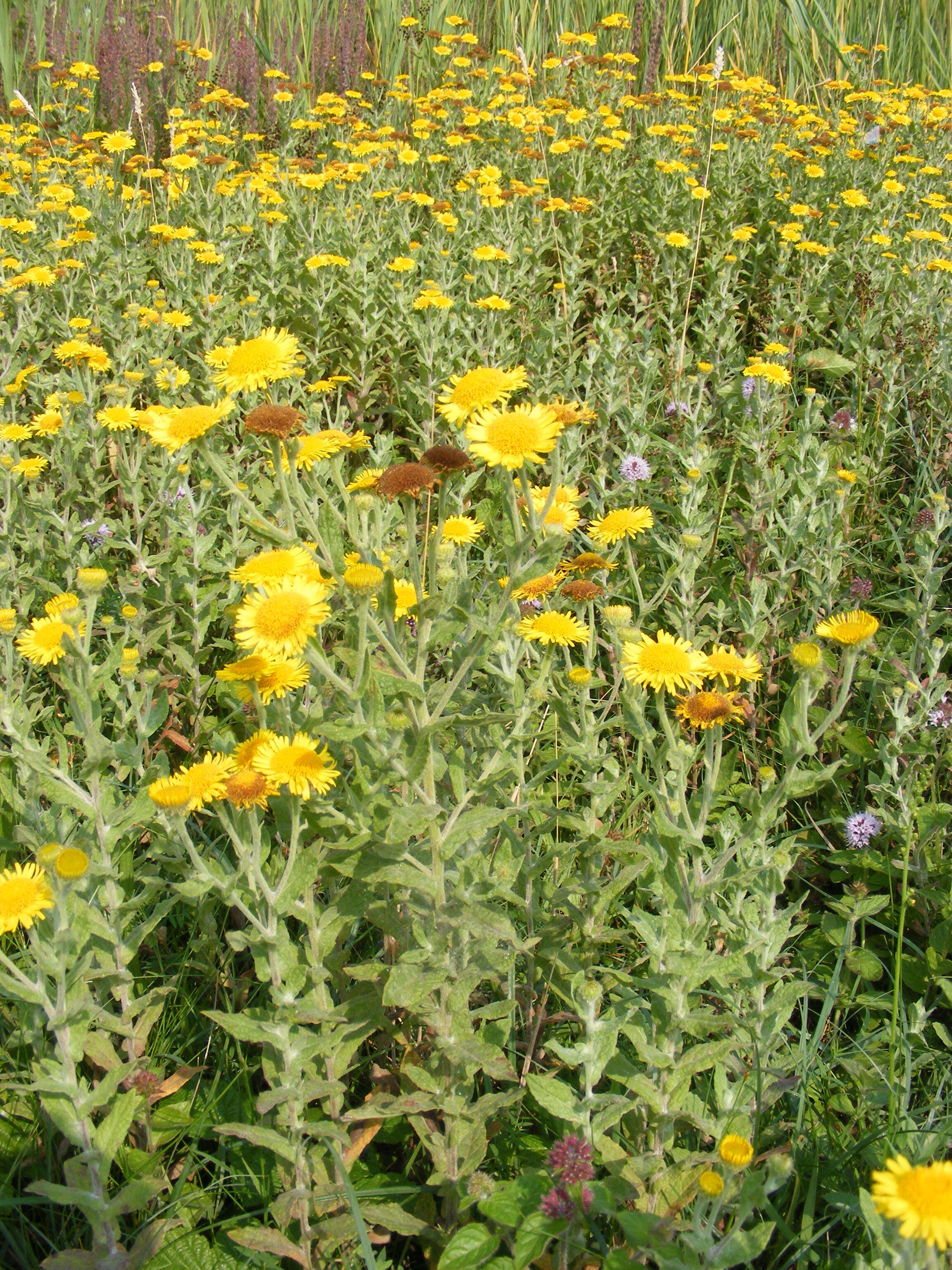 Image of common fleabane