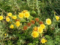 Image of common fleabane