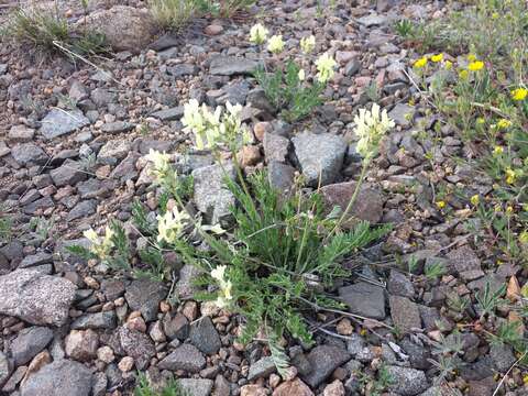 Слика од Oxytropis campestris (L.) DC.