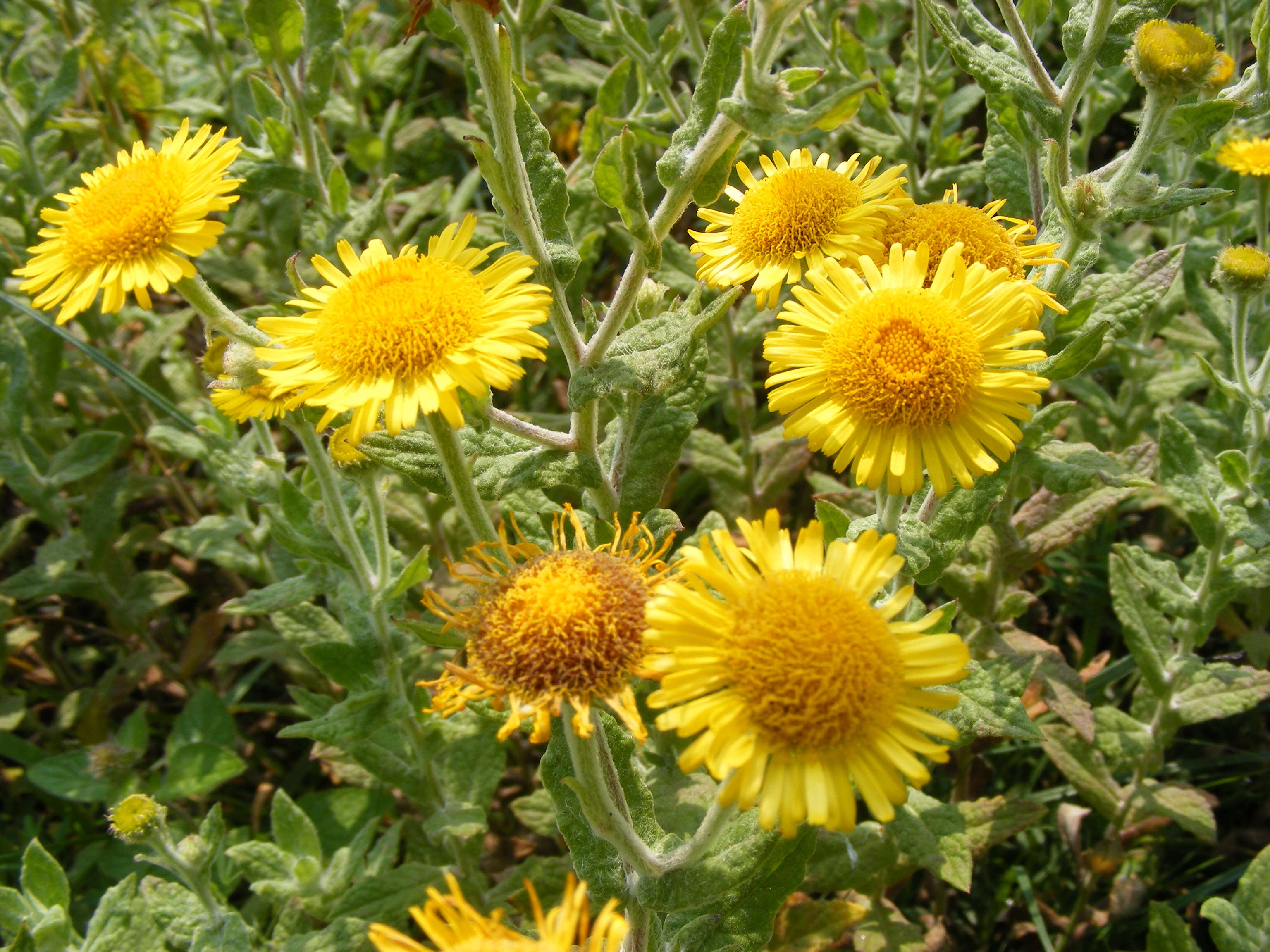 Image of common fleabane