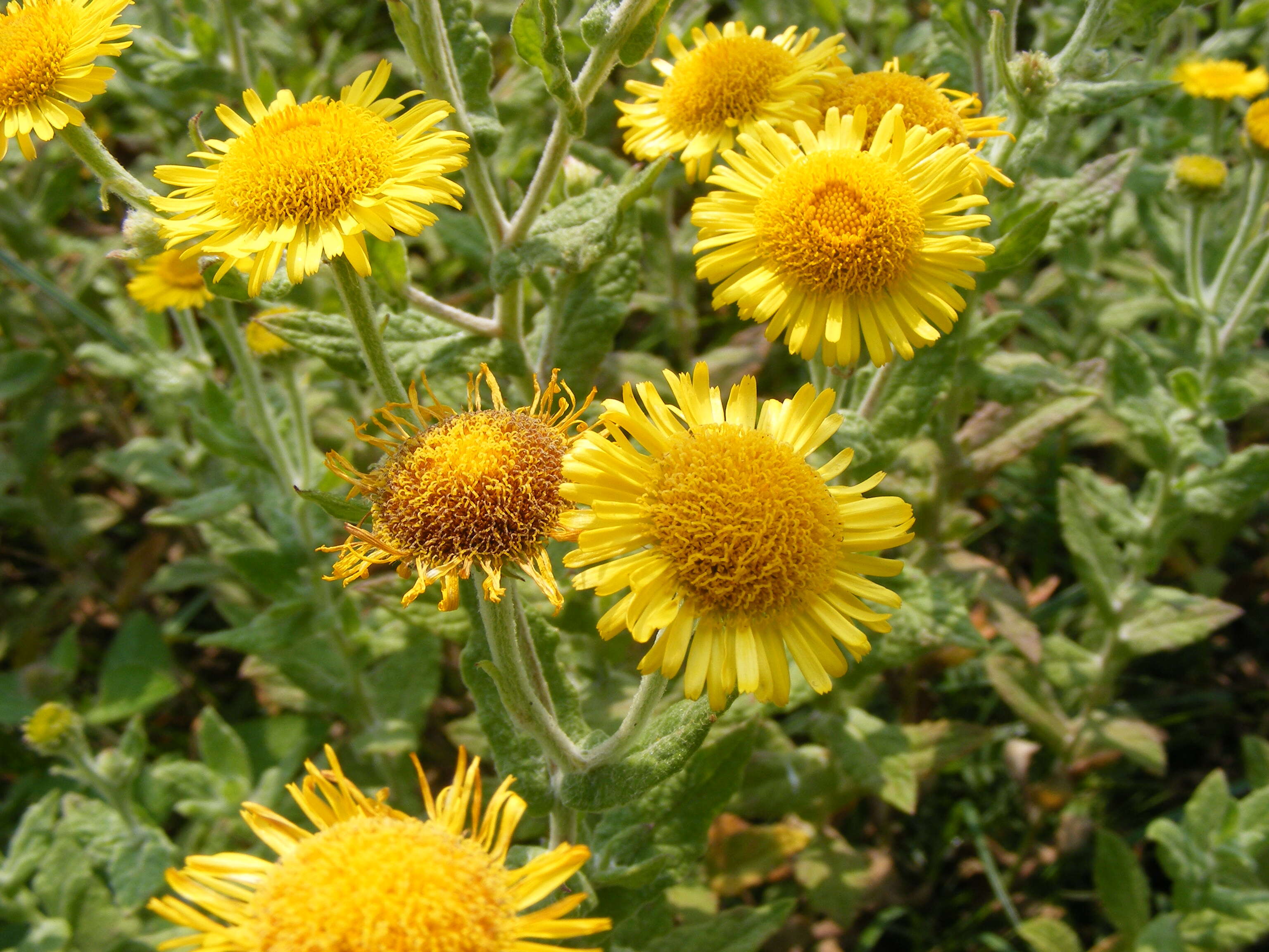 Image of common fleabane