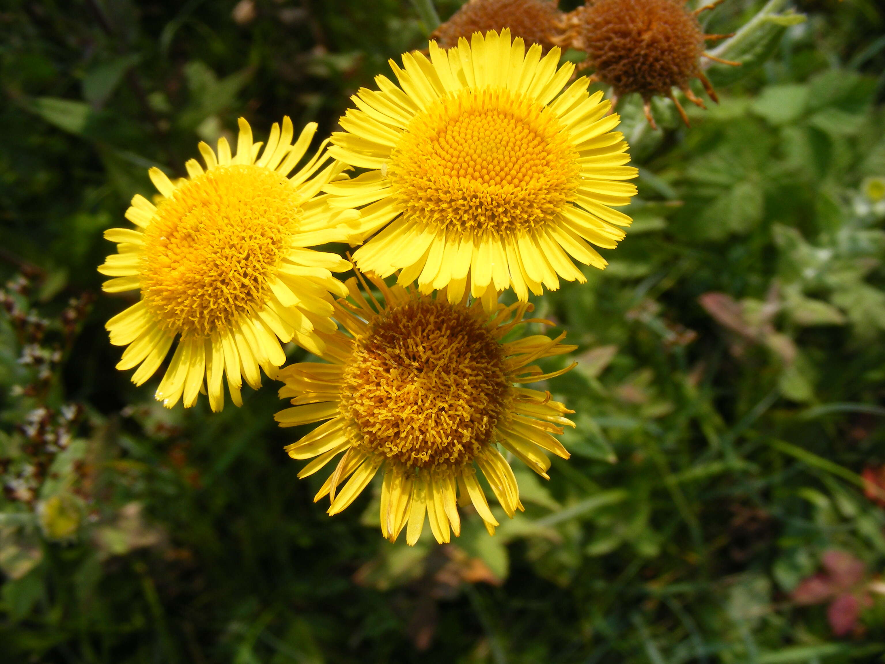 Image of common fleabane