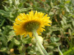 Image of common fleabane