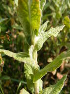 Image of common fleabane