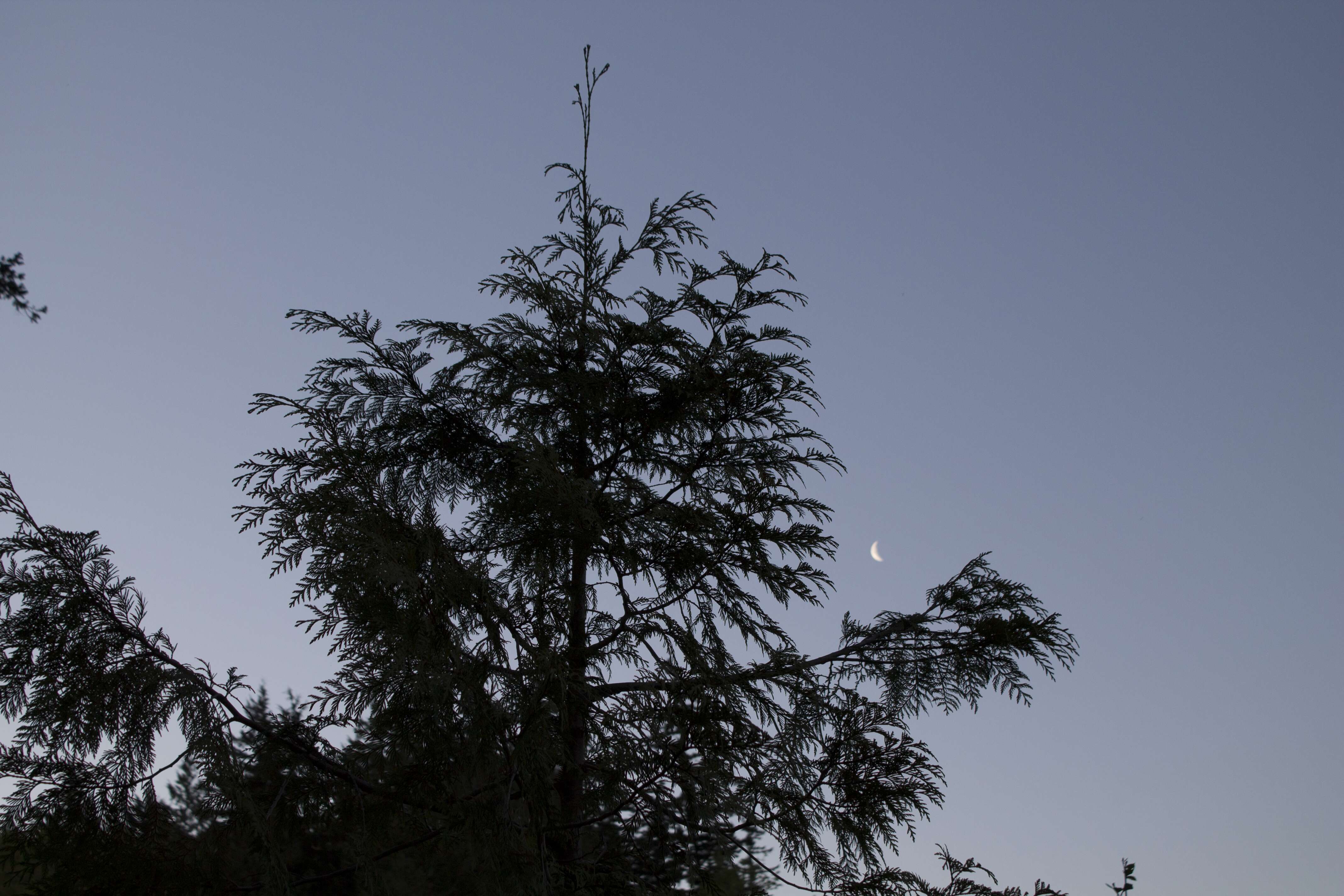 Image of Canoe Cedar