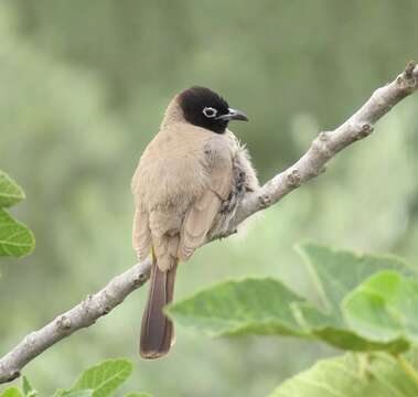 Image of White-eyed Bulbul