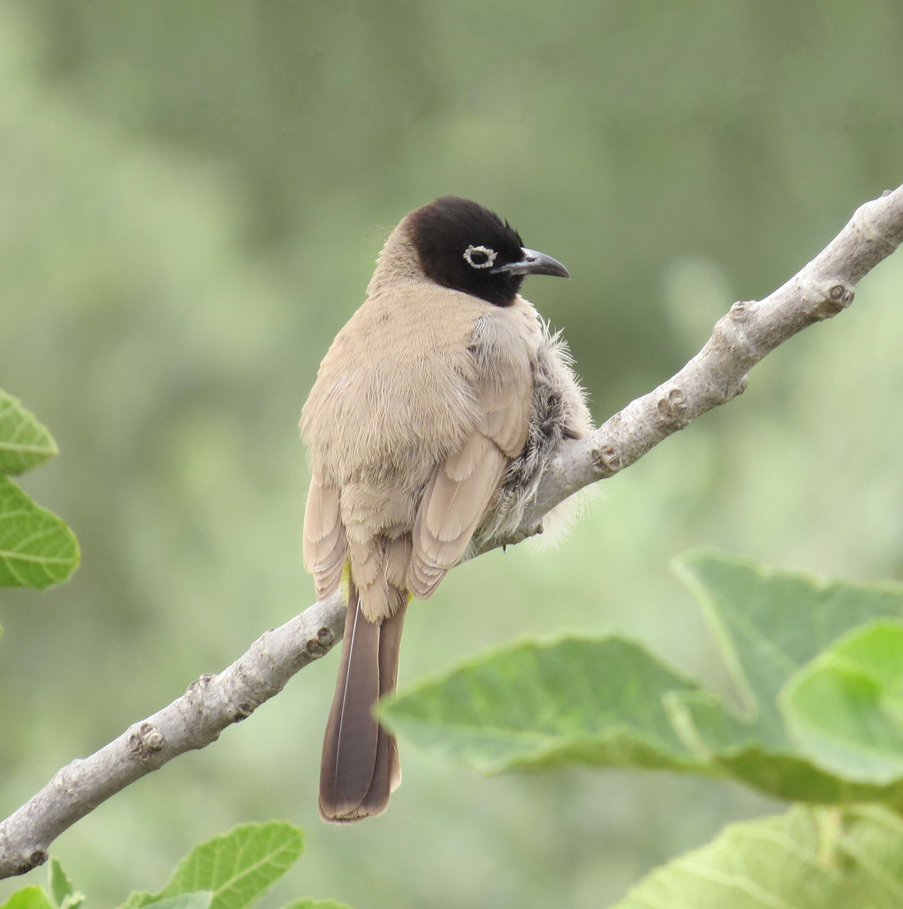 Image of White-eyed Bulbul