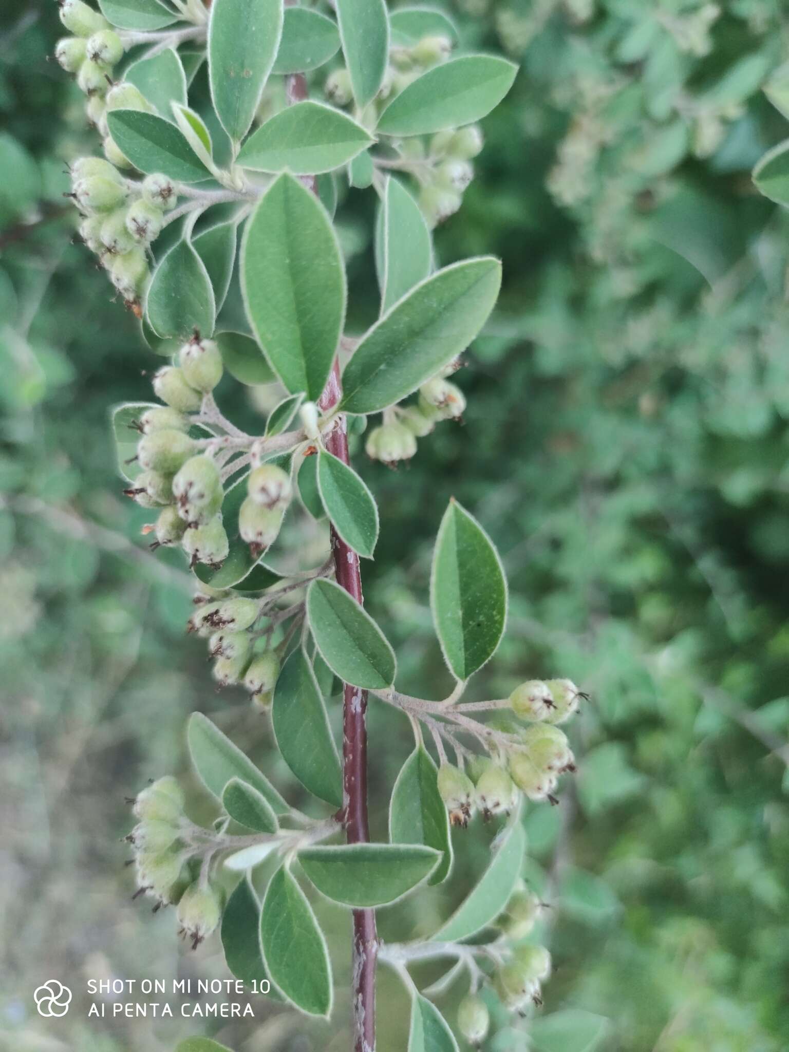 Sivun Cotoneaster pannosus Franch. kuva