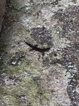 Image of Caribbean Least Gecko