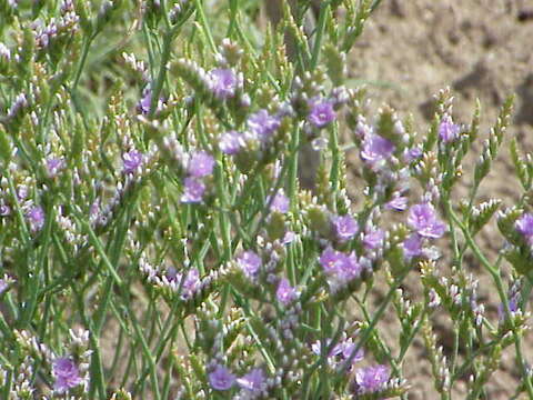 Imagem de Limonium binervosum (G. E. Sm.) Salmon