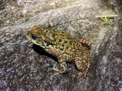 Rhinella rubescens (Lutz 1925) resmi