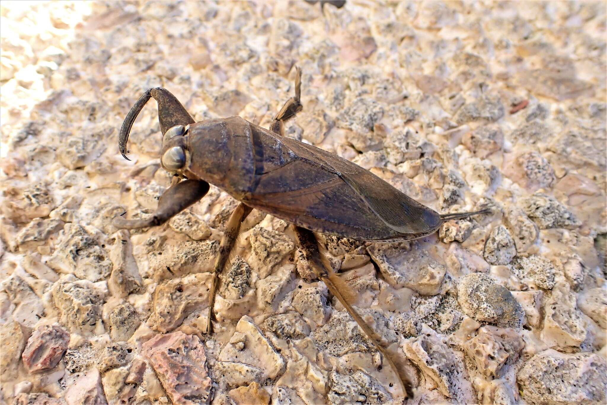 Image of Lethocerus annulipes (Herrich-Schaeffer 1845)