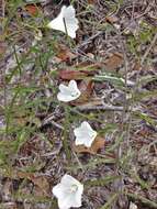 Image of coastal plain dawnflower