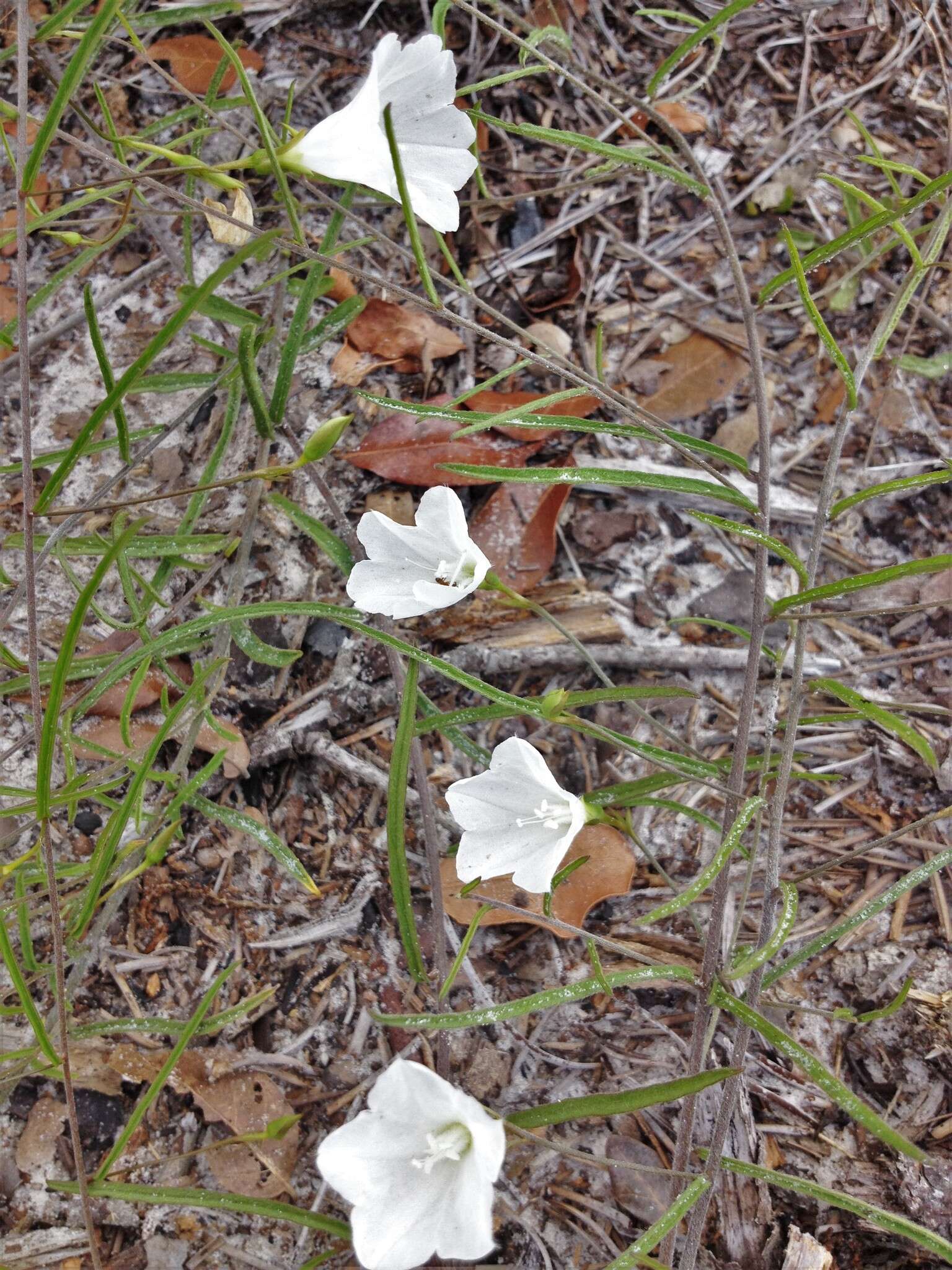 Image de Stylisma patens subsp. angustifolia (Nash) Myint