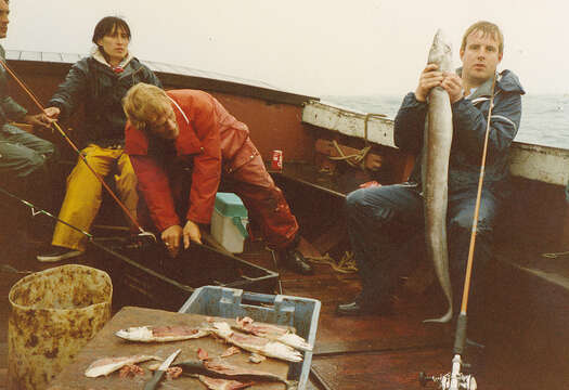 Image of conger eels