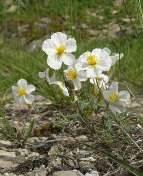 Image of White Rock-rose