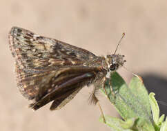 Image of Afranius Duskywing