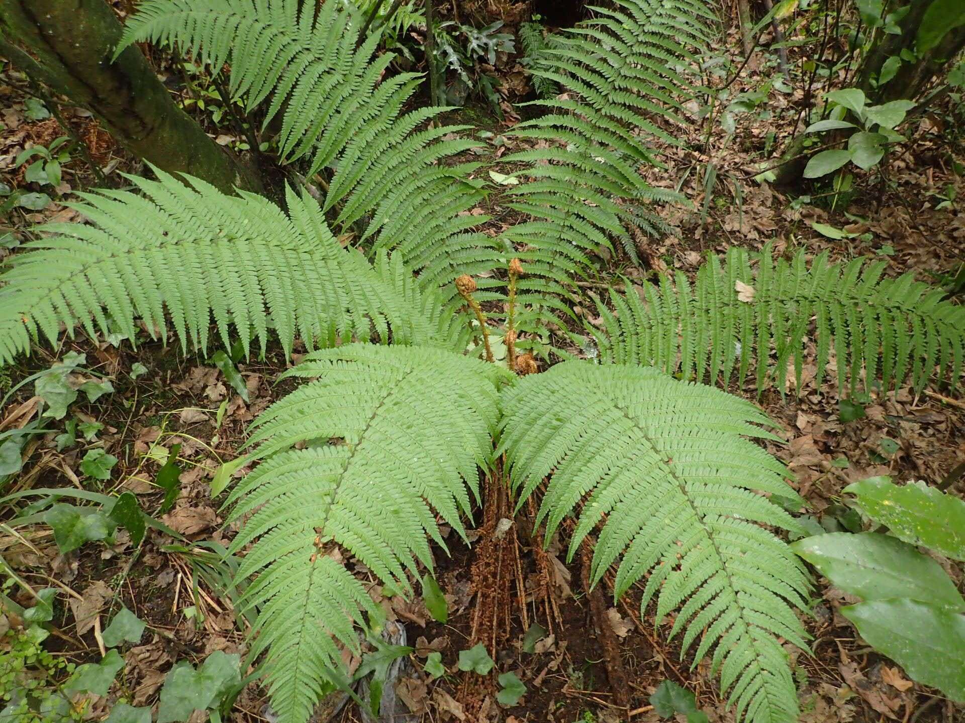 Image de Dryopteris affinis (Lowe) Fraser-Jenkins