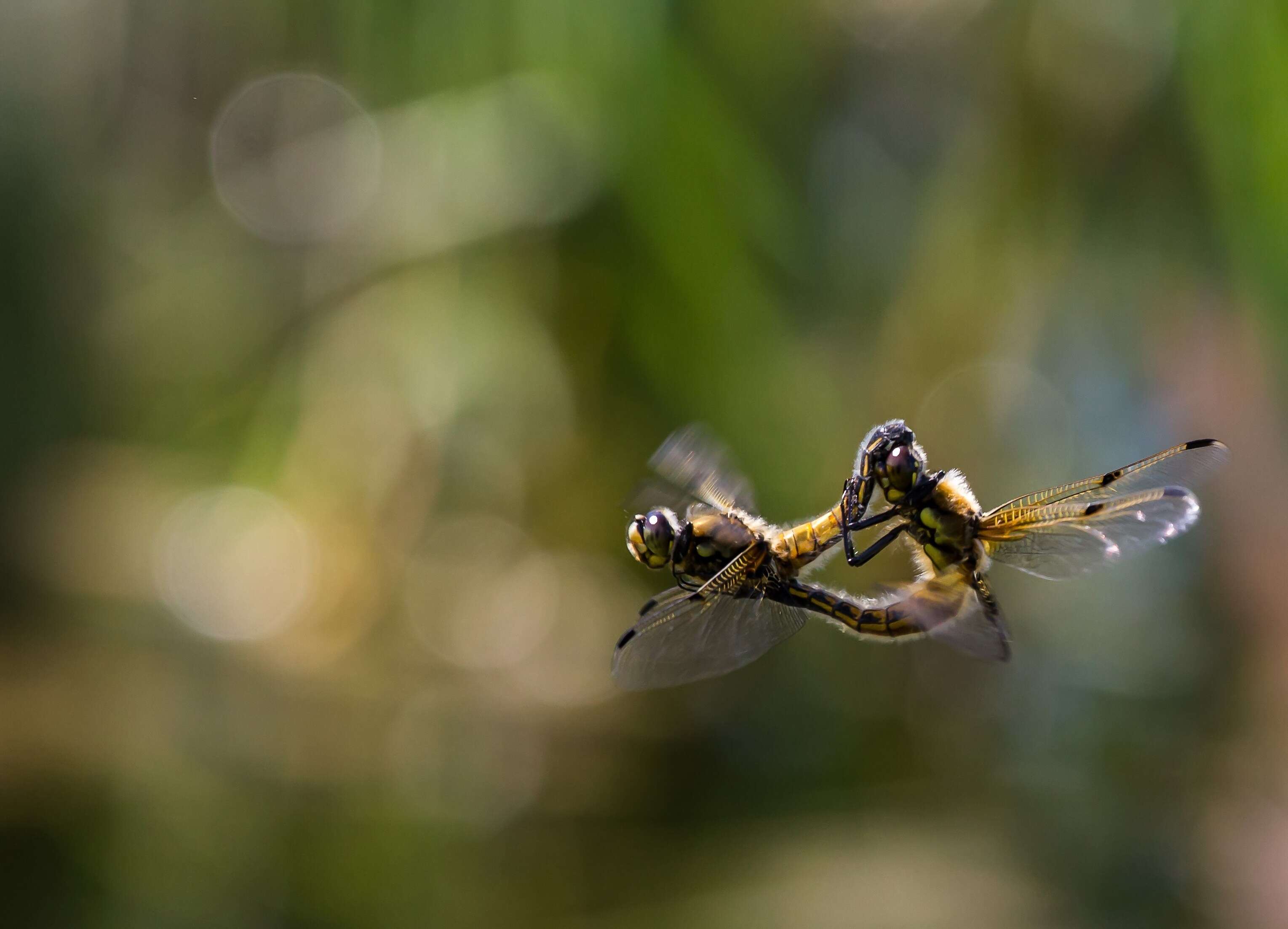 Image of Four-spotted Chaser