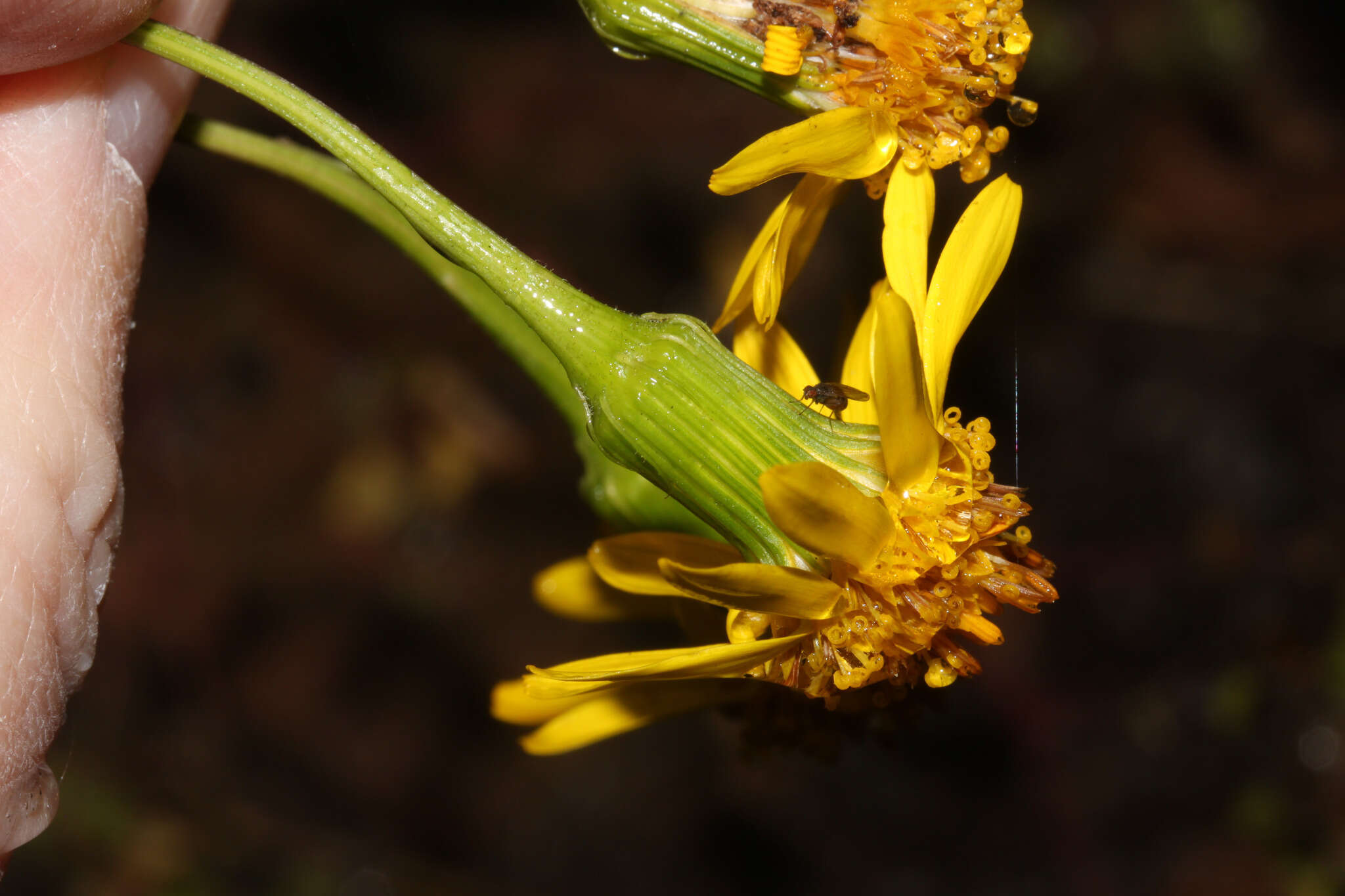 Слика од Lomanthus abadianus (DC.) B. Nord. & Pelser