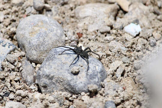 Image of Stone Spider