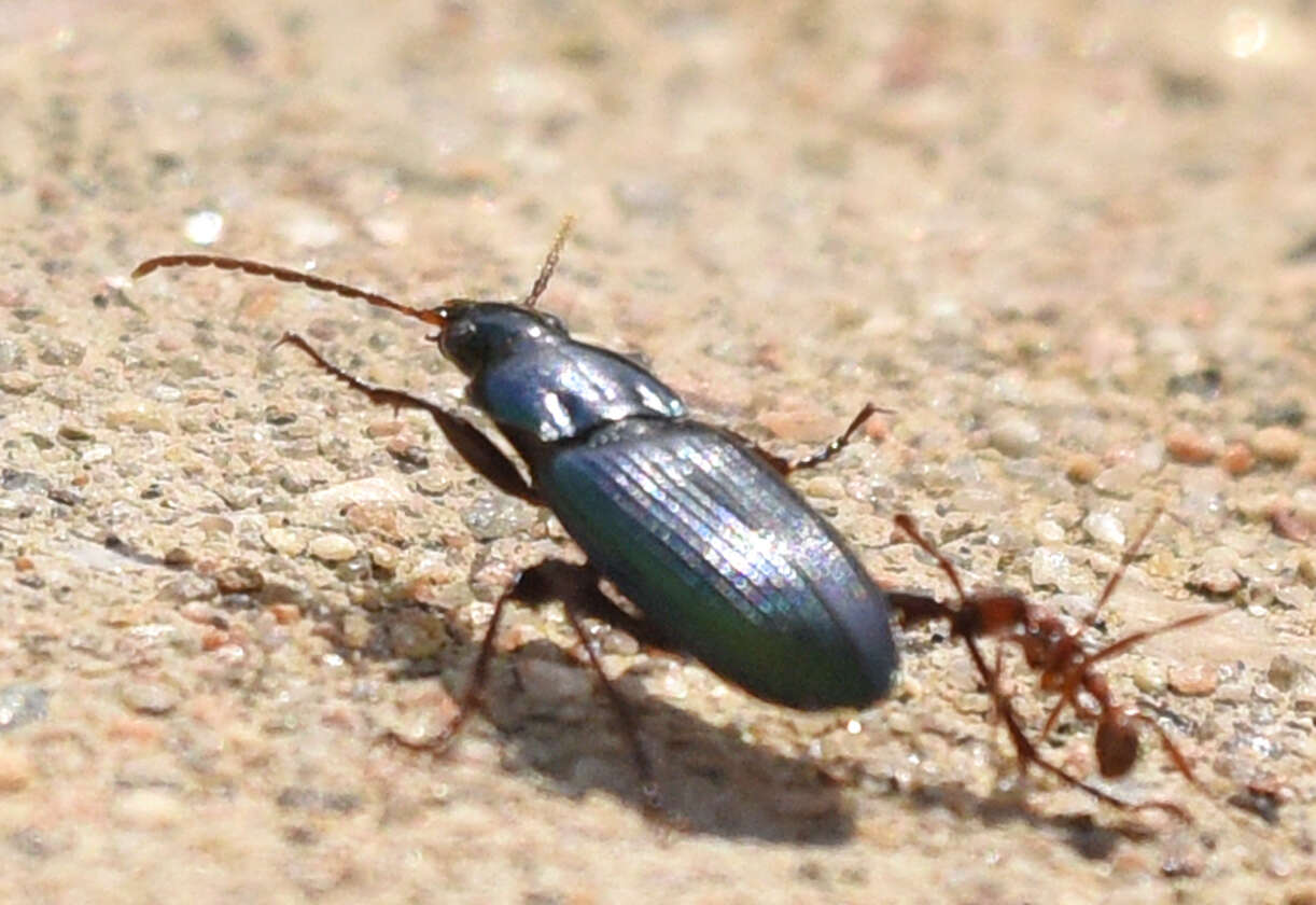 Image of Poecilus (Poecilus) scitulus Le Conte 1846