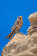 Image of Sooty Falcon