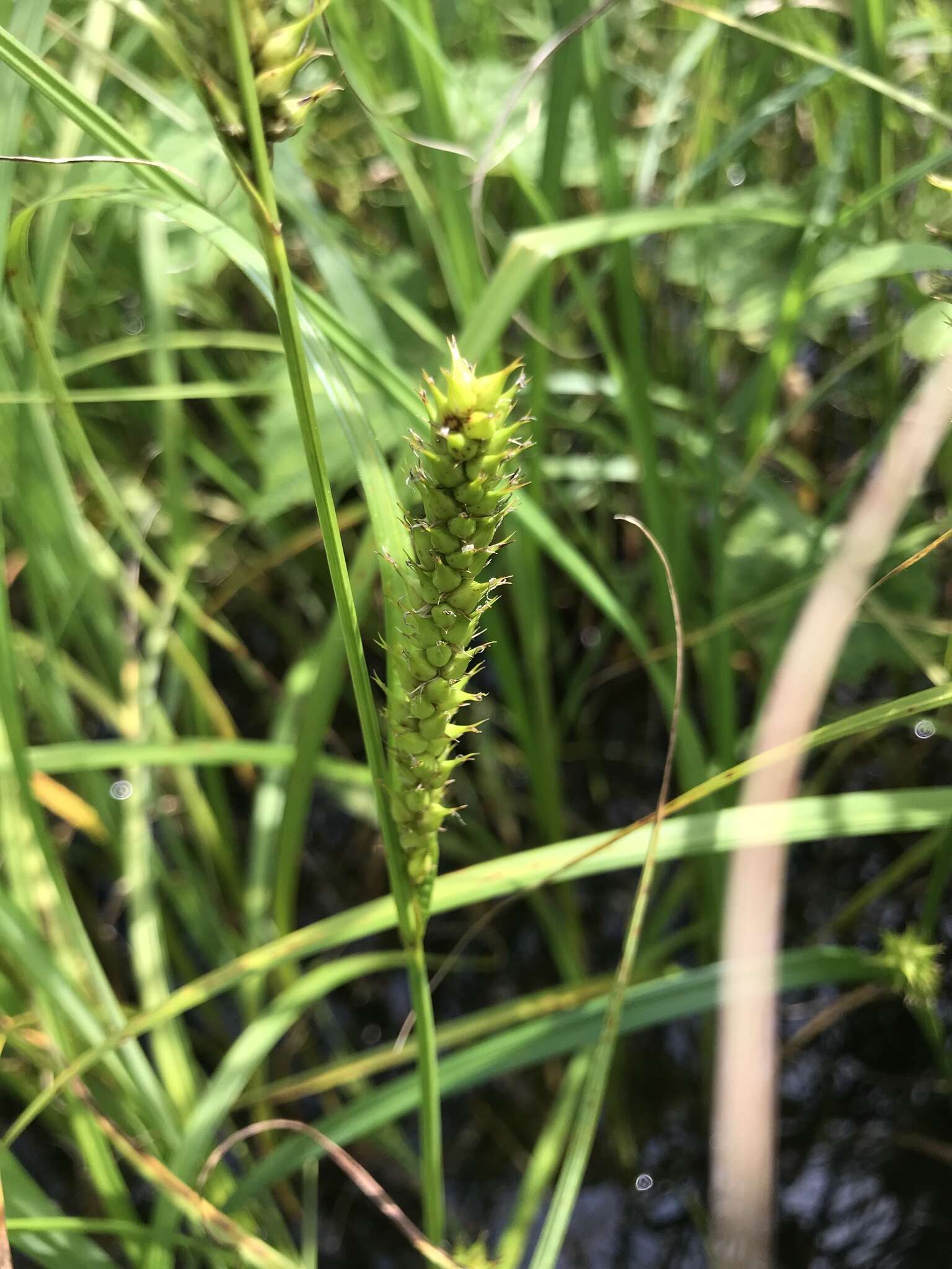 Image de Carex atherodes Spreng.