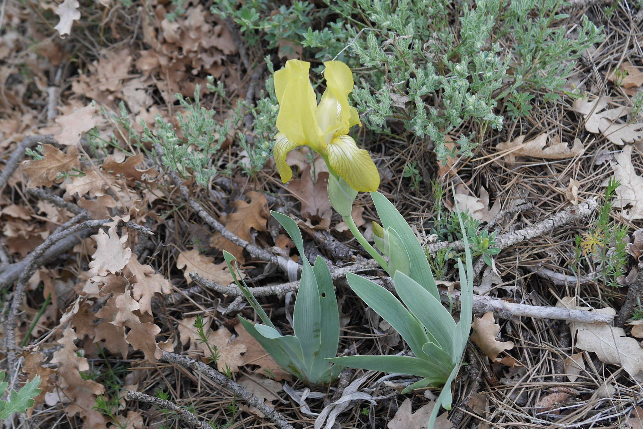 Imagem de Iris schachtii Markgr.