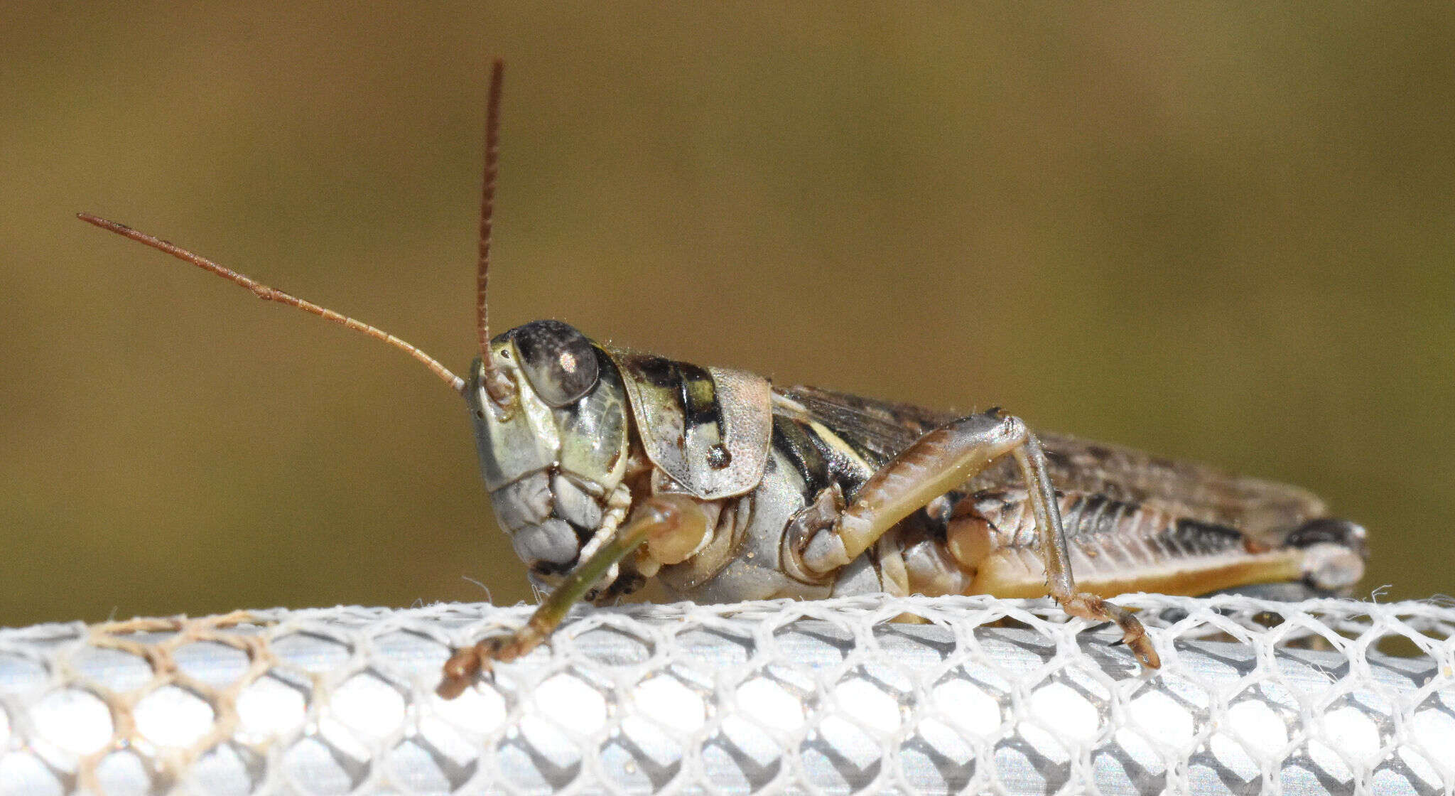 Слика од Melanoplus bispinosus Scudder & S. H. 1897