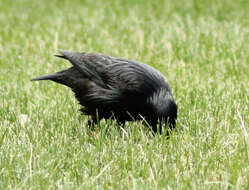 Image of Spotless Starling